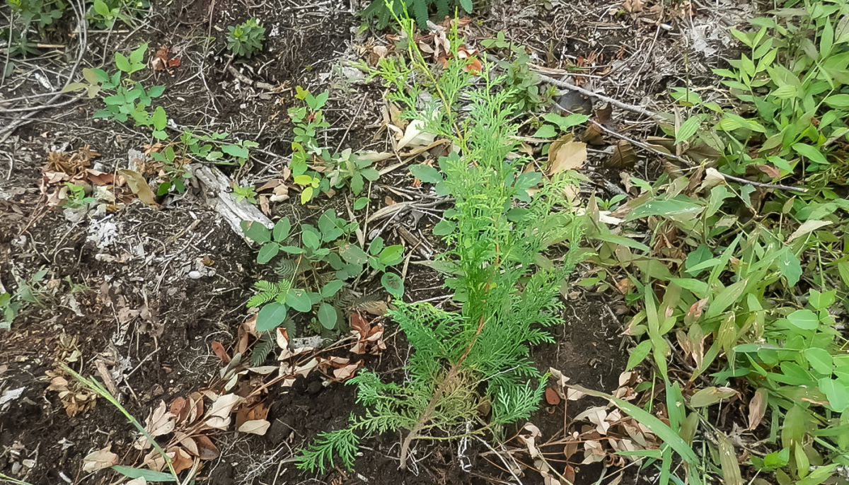 植えられた桧の苗