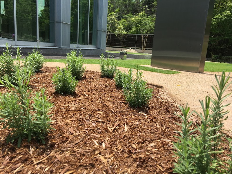 ラベンダーが植えられている玄関前のアスカガーデン