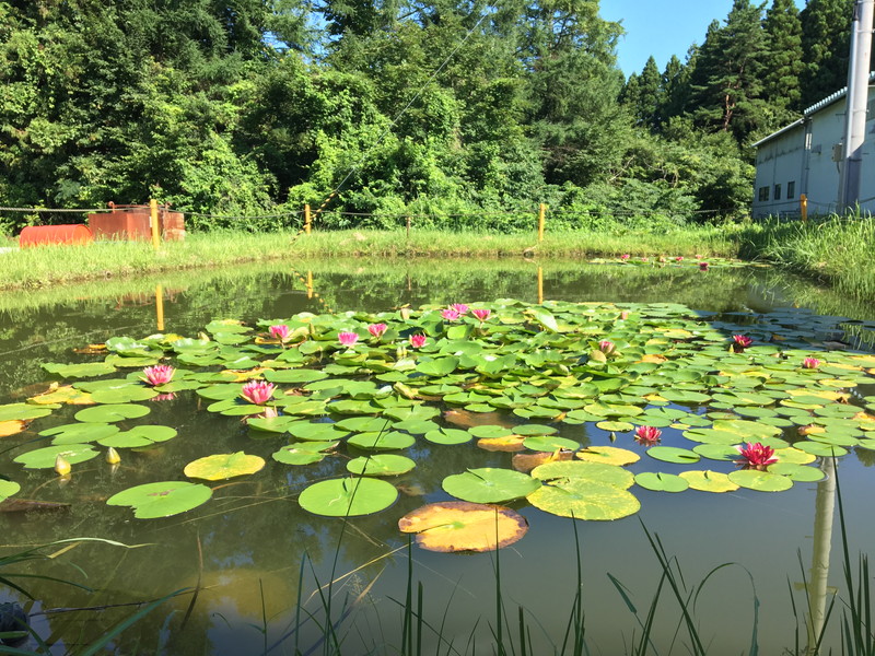 東北工場の裏には蓮が浮かぶ池があります。