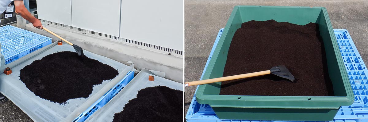 コーヒーカスを乾燥させる