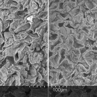 コーヒーカスの拡大写真