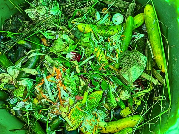 コンポストの中の野菜くずなど