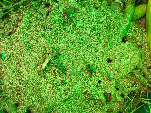 コンポストの中にチャフを投入