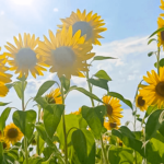 環境に優しいものづくりを行うために